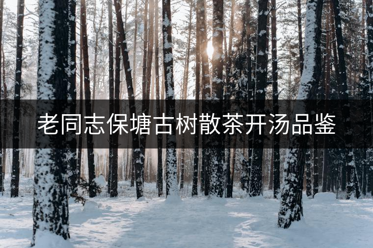 老同志保塘古樹散茶開湯品鑒