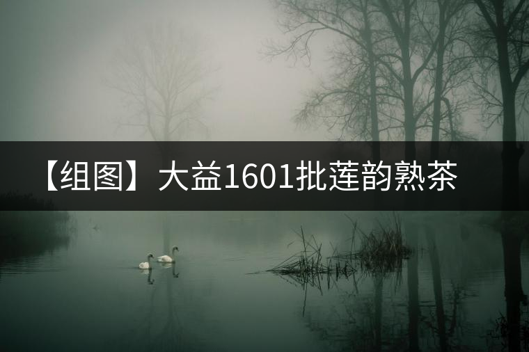 【組圖】大益1601批蓮韻熟茶開湯