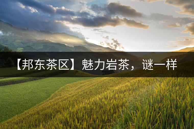 【邦東茶區(qū)】魅力巖茶，謎一樣的邦東！
