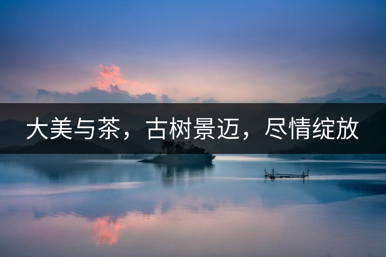 大美與茶，古樹景邁，盡情綻放