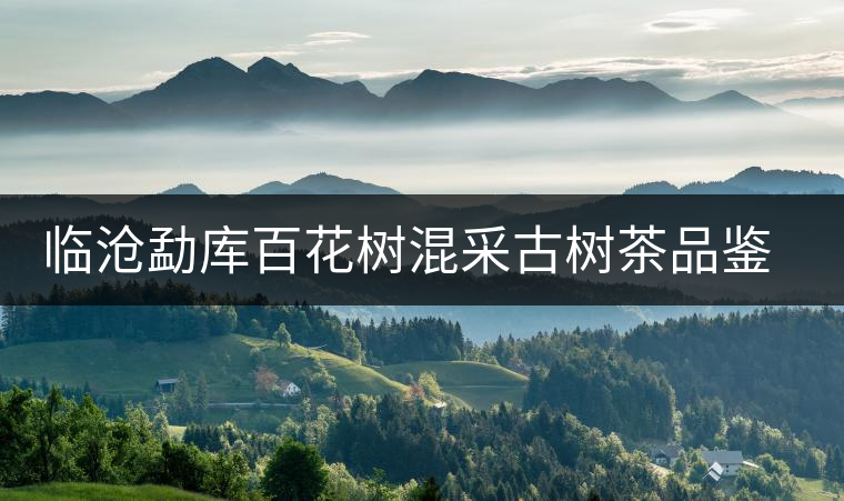 臨滄勐庫百花樹混采古樹茶品鑒報(bào)告