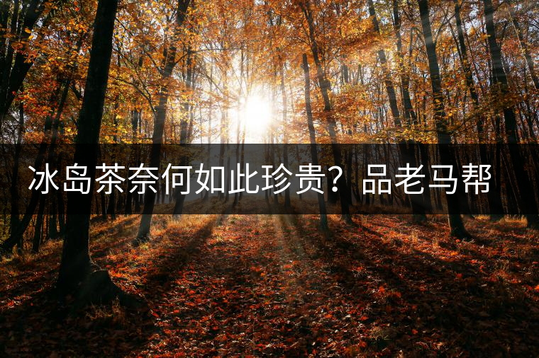 冰島茶奈何如此珍貴？品老馬幫之“冰島老寨”，答案在這里！