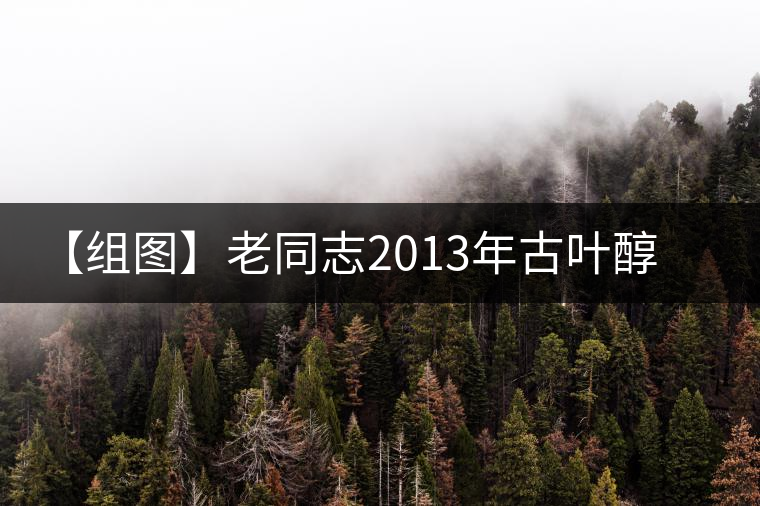 【組圖】老同志2013年古葉醇熟餅開湯