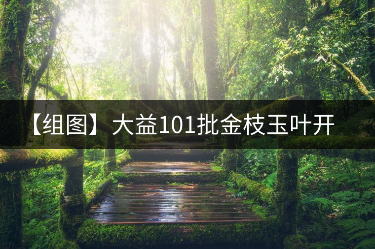 【組圖】大益101批金枝玉葉開湯 【組圖】大益101批金枝玉葉開湯