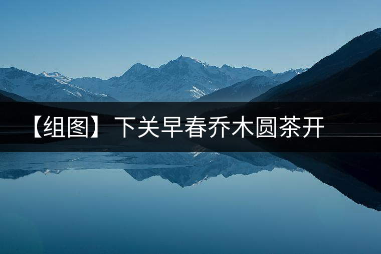 【組圖】下關(guān)早春喬木圓茶開湯