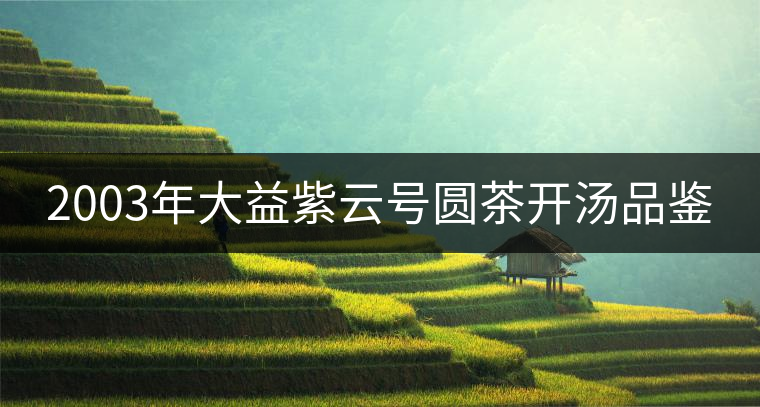 2003年大益紫云號圓茶開湯品鑒