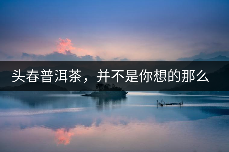 頭春普洱茶，并不是你想的那么好