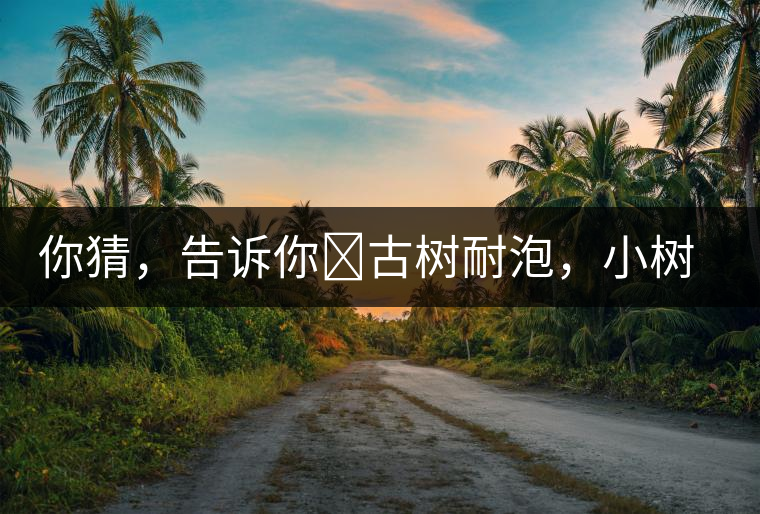 你猜，告訴你?古樹耐泡，小樹、臺地不耐泡都是什么心理？
