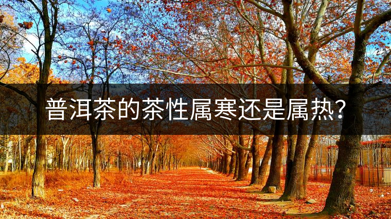 普洱茶的茶性屬寒還是屬熱？