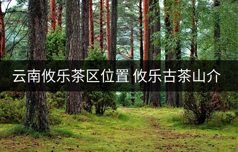 云南攸樂(lè)茶區(qū)位置 攸樂(lè)古茶山介紹