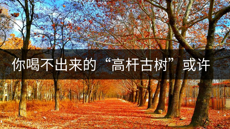 你喝不出來的“高桿古樹”或許就是一個偽概念、偽命題