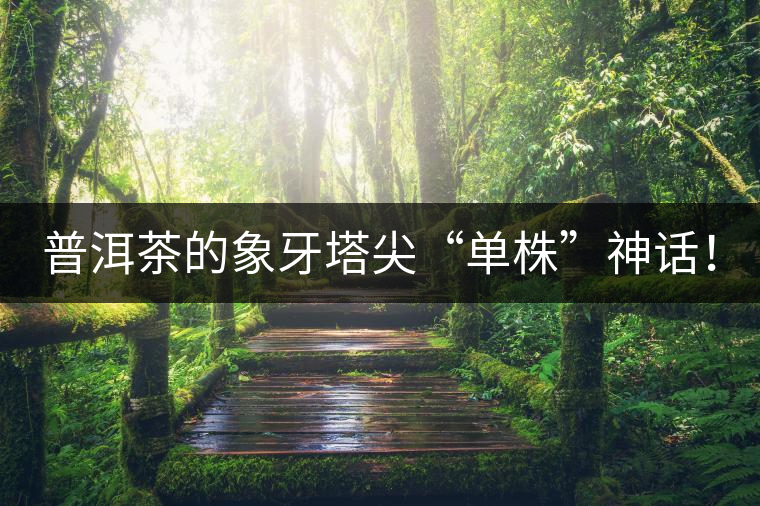 普洱茶的象牙塔尖“單株”神話！