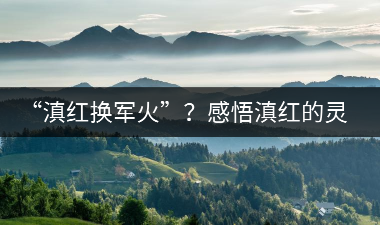 “滇紅換軍火”？感悟滇紅的靈與性！