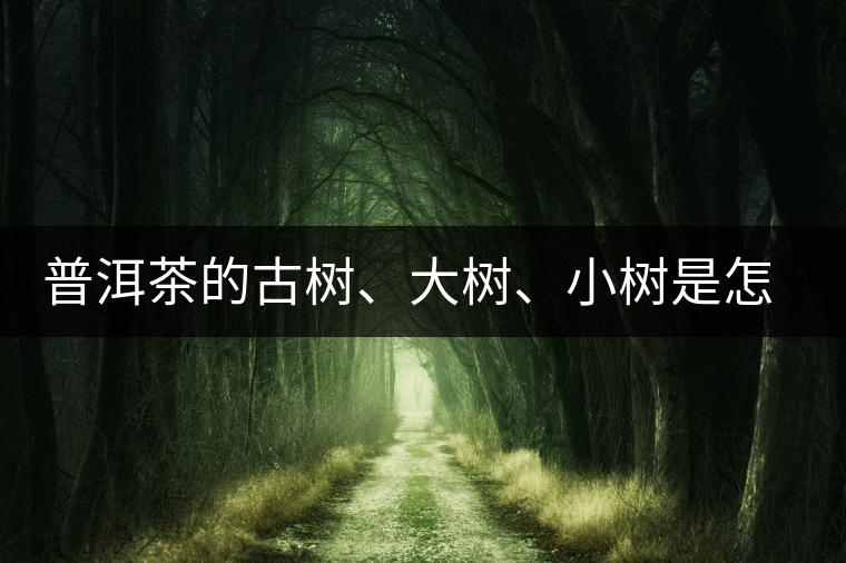 普洱茶的古樹、大樹、小樹是怎樣劃分的？