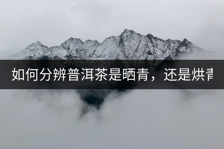 如何分辨普洱茶是曬青，還是烘青？