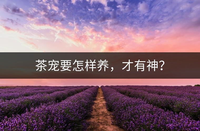 茶寵要怎樣養(yǎng)，才有神？