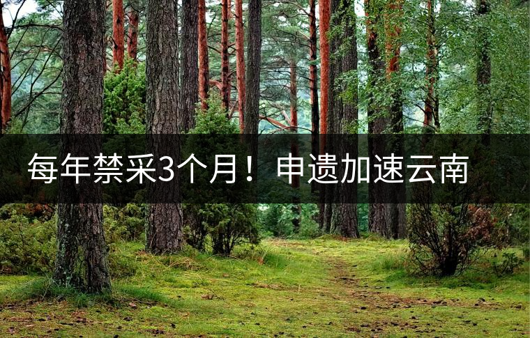 每年禁采3個月！申遺加速云南普洱景邁山古茶林將實現(xiàn)臨時管控