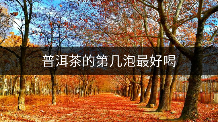 普洱茶的第幾泡最好喝