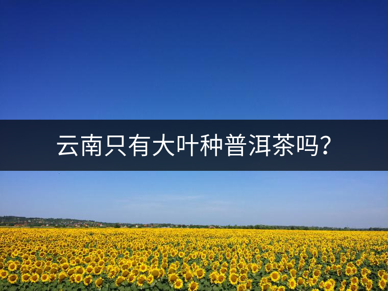 云南只有大葉種普洱茶嗎？