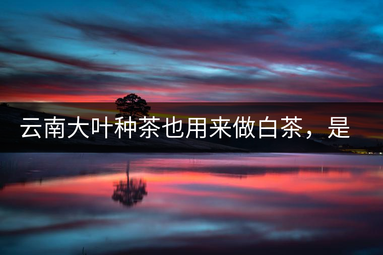 云南大葉種茶也用來(lái)做白茶，是真的好喝嗎？