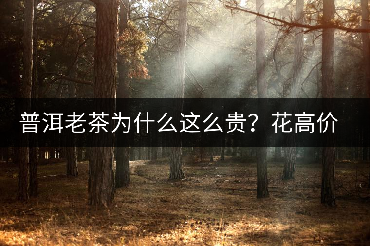 普洱老茶為什么這么貴？花高價(jià)買值嗎？