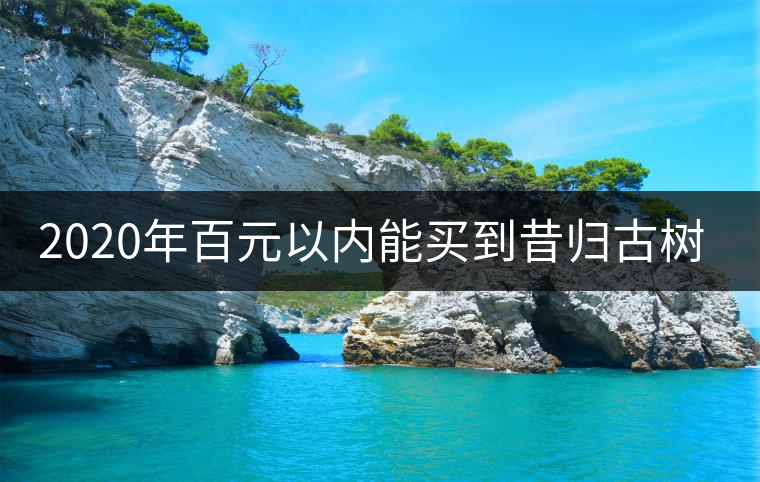 2020年百元以內(nèi)能買到昔歸古樹嗎？