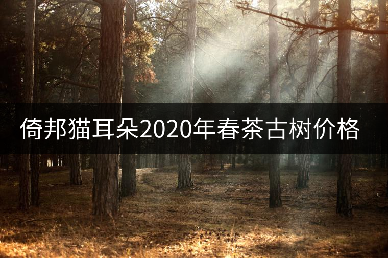 倚邦貓耳朵2020年春茶古樹價(jià)格特點(diǎn)