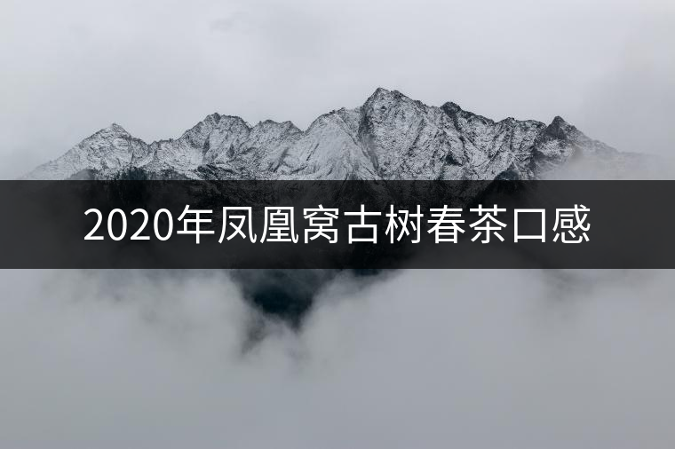 2020年鳳凰窩古樹春茶口感