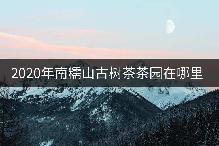 2020年南糯山古樹茶茶園在哪里？
