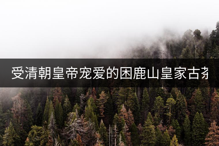 受清朝皇帝寵愛的困鹿山皇家古茶園2020年春茶價(jià)格特點(diǎn)