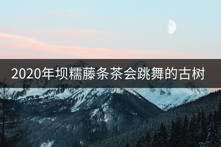 2020年壩糯藤條茶會(huì)跳舞的古樹茶，堪稱天下一絕！