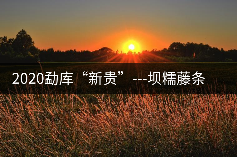 2020勐庫“新貴”---壩糯藤條茶，是如何一夜爆紅的？