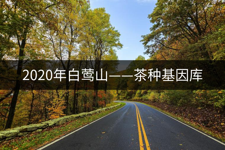2020年白鶯山——茶種基因庫