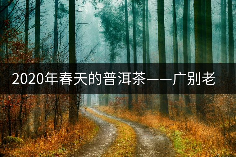 2020年春天的普洱茶——廣別老寨特點介紹