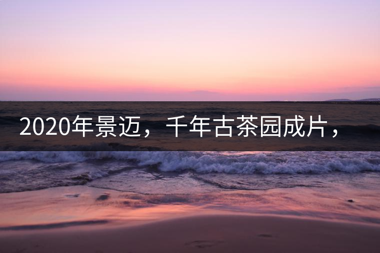 2020年景邁，千年古茶園成片，蘭花香堪稱(chēng)一絕！