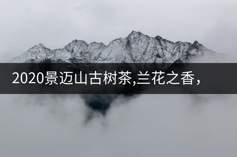 2020景邁山古樹(shù)茶,蘭花之香,自然之味 2020景邁山古樹(shù)茶,蘭花之香,自然之味