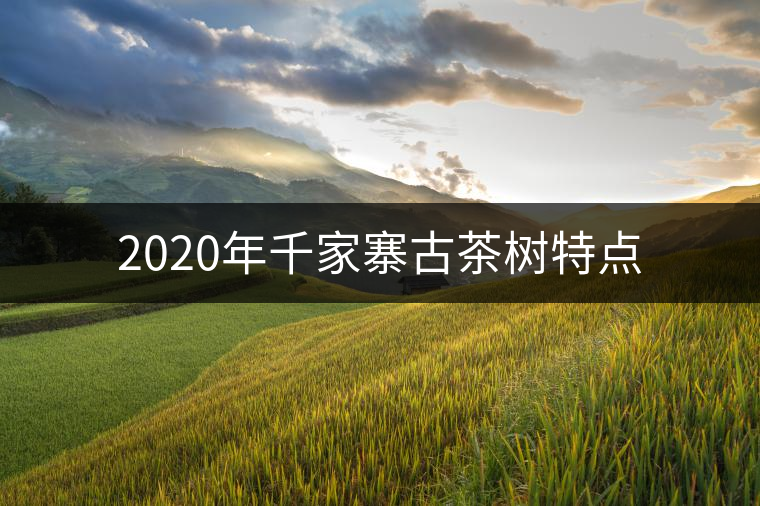 2020年千家寨古茶樹特點 2020年千家寨古茶樹特點
