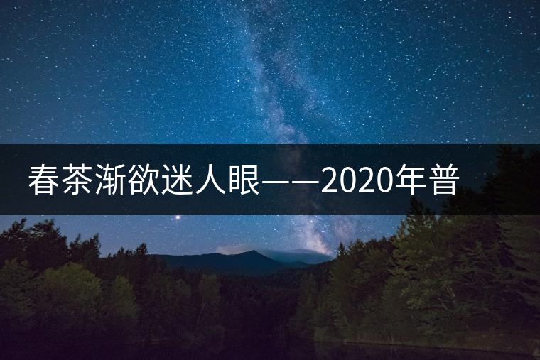 春茶漸欲迷人眼——2020年普洱春茶上市，可別買假了