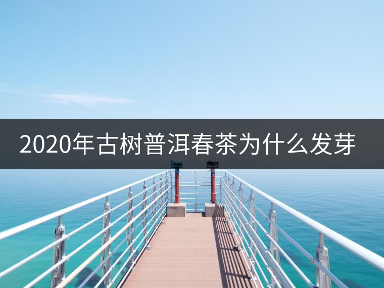 2020年古樹普洱春茶為什么發(fā)芽較晚？