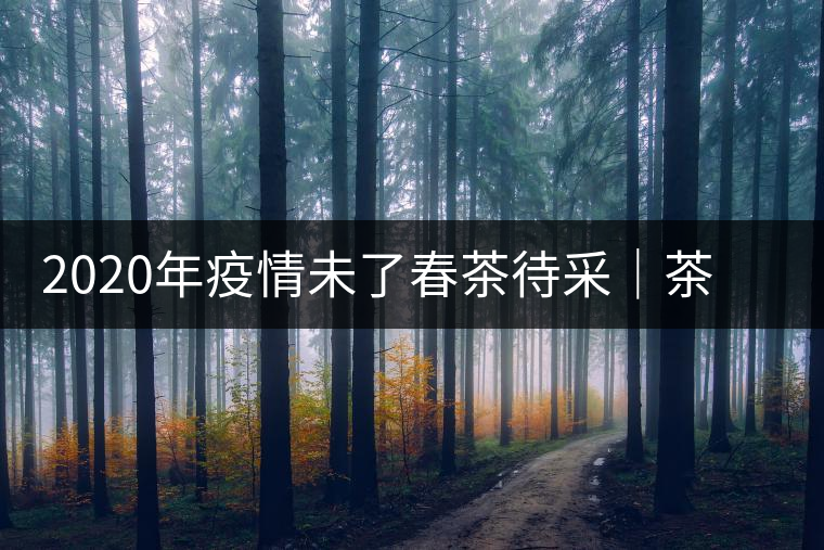 2020年疫情未了春茶待采|茶農(nóng)該如何應對 2020年疫情未了春茶待采|茶農(nóng)該如何應對