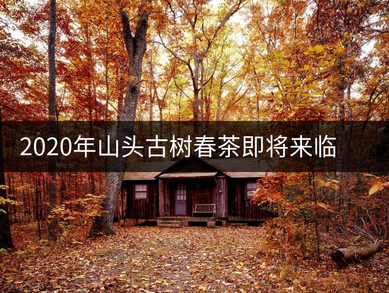 2020年山頭古樹春茶即將來臨，開啟山頭茶的既然是它