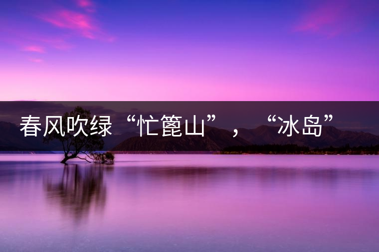 春風(fēng)吹綠“忙篦山”，“冰島”“老寨”春茶香
