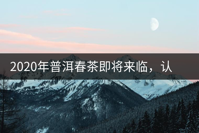 2020年普洱春茶即將來臨，認定這4個標準判斷一款好茶不再是難題！
