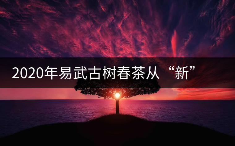2020年易武古樹春茶從“新”到“老”，如何完成蛻變的？