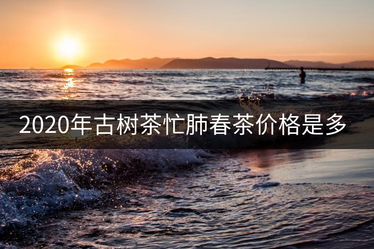 2020年古樹茶忙肺春茶價格是多少？