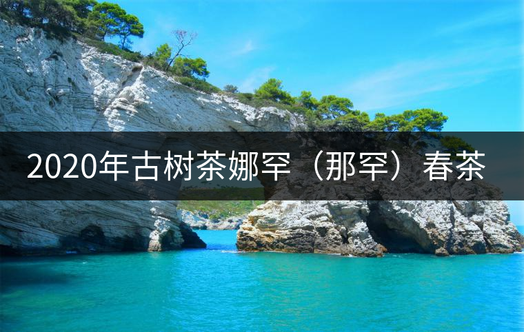 2020年古樹(shù)茶娜罕（那罕）春茶價(jià)格是多少？