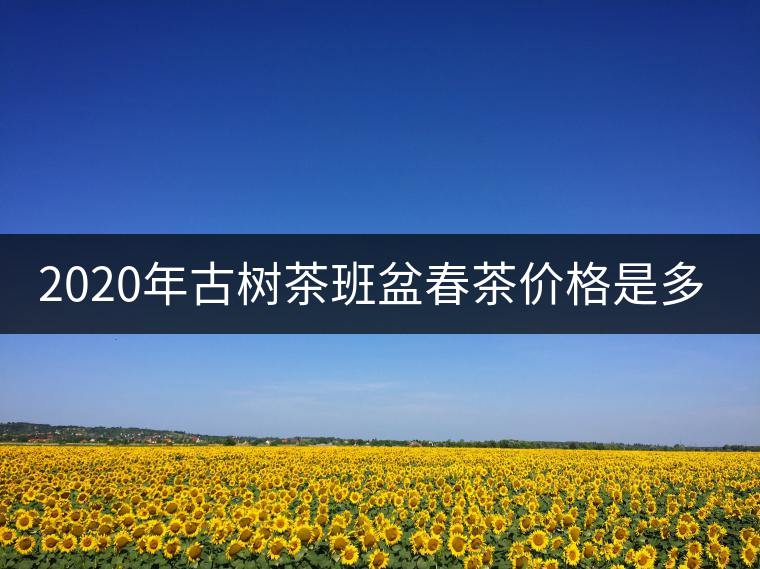 2020年古樹(shù)茶班盆春茶價(jià)格是多少？