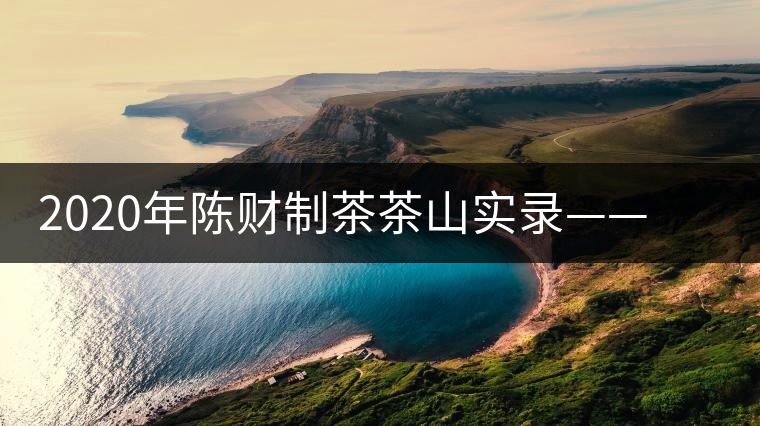 2020年陳財(cái)制茶茶山實(shí)錄——彎弓，易武古樹茶傳奇的起點(diǎn)