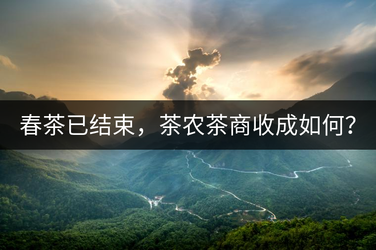 春茶已結(jié)束，茶農(nóng)茶商收成如何？