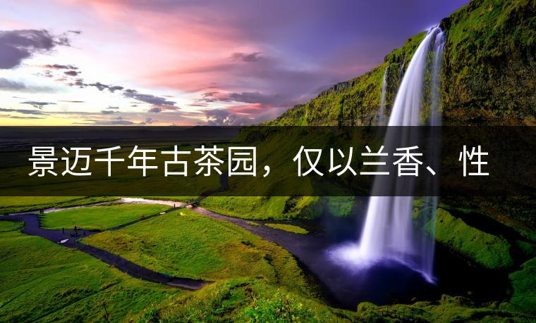 景邁千年古茶園，僅以蘭香、性價比完勝眾茶